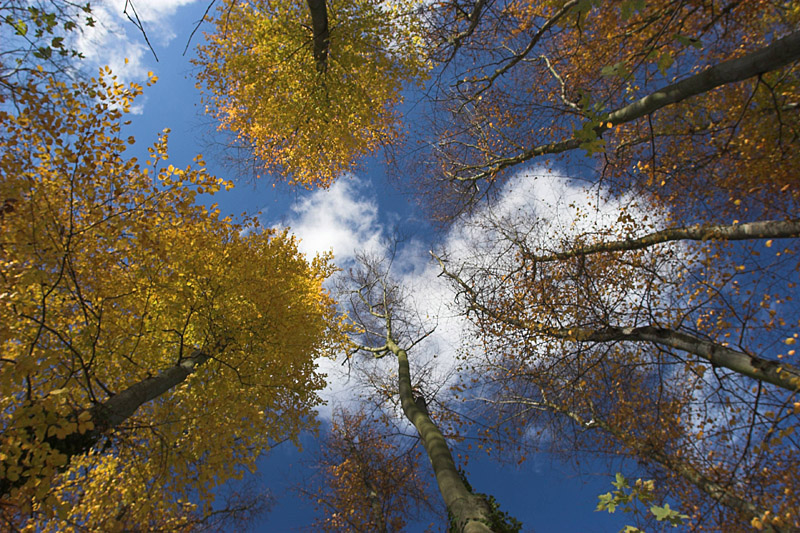 view up into the sky. Winter day in a forest near Frankfurt-Sachsenhausen, Germany. (c) 2005 Klaus of Rad-Fernweh.de