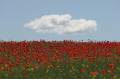 Poppies, as far as the eyes can see.