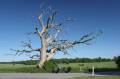 An old tree standing beside our way.